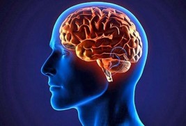 Интересные факты о человеческом мозге